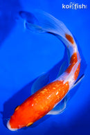 9" GINRIN KOHAKU BUTTERFLY