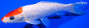 7.5" GINRIN KOHAKU