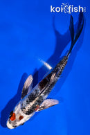 5" YAMATO NISHIKI BUTTERFLY