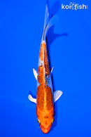 6.5" GINRIN KUJAKU