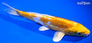 8" DOITSU LEMON HARIWAKE