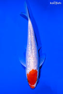 7.5" GINRIN KOHAKU