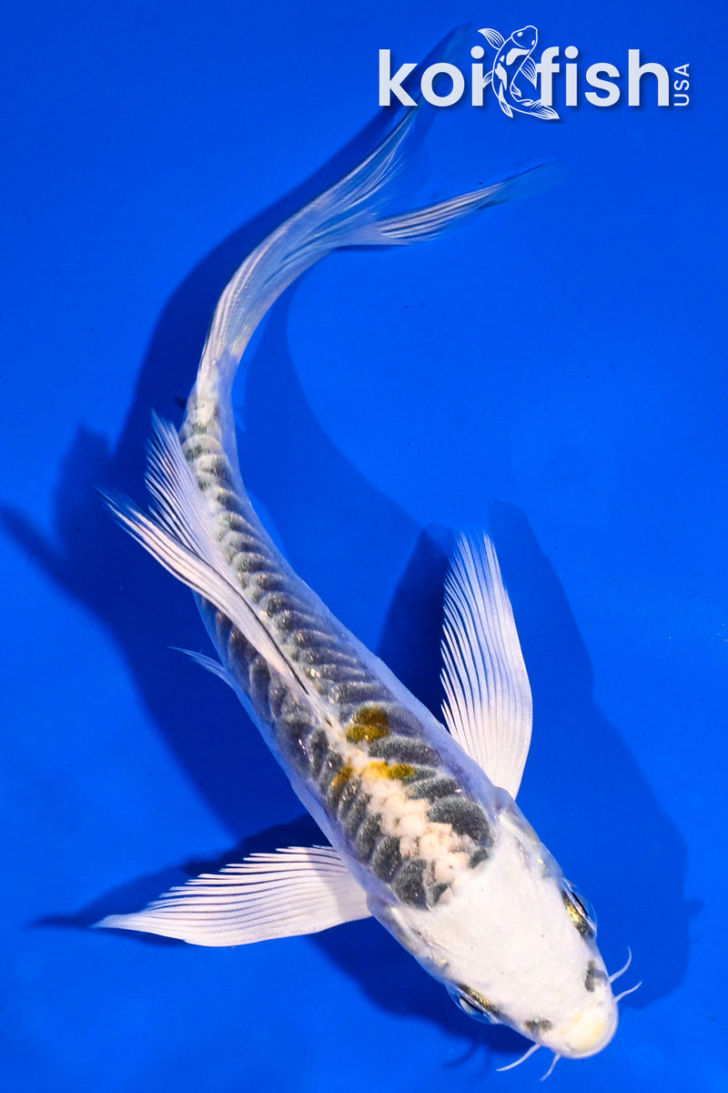5" ARAGOKE KIN KIKOKURYU BUTTERFLY