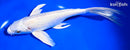 9" PLATINUM OGON BUTTERFLY
