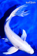 9" PLATINUM OGON BUTTERFLY