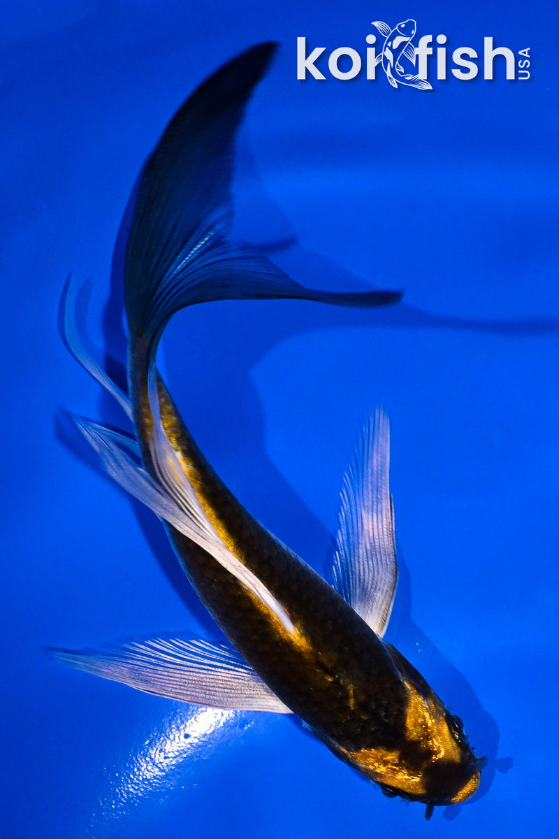 5" KABUTO BUTTERFLY