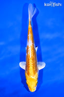 8" DOITSU LEMON HARIWAKE