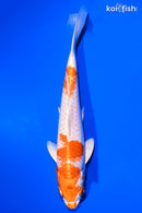 7.25" HARIWAKE