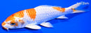 7.25" HARIWAKE