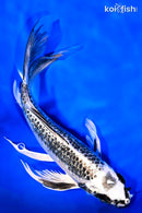 7.75" GIN MATSUBA BUTTERFLY