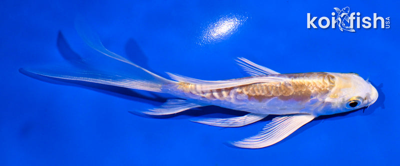 5" ARAGOKE LEMON HARIWAKE BUTTERFLY