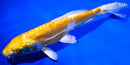 8" DOITSU LEMON HARIWAKE