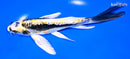 7" KIN KIKOKURYU BUTTERFLY
