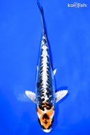 7.75" BENI KIKOKURYU