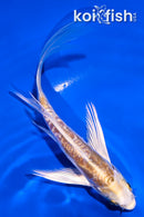 5" ARAGOKE LEMON HARIWAKE BUTTERFLY