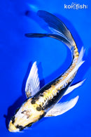 7" KIN KIKOKURYU BUTTERFLY