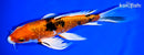 9" ARAGOKE HEISEI NISHIKI BUTTERFLY