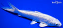 6" GINRIN PLATINUM OGON