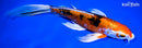 9" ARAGOKE HEISEI NISHIKI BUTTERFLY