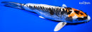 7.75" BENI KIKOKURYU