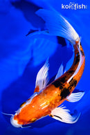 9" ARAGOKE HEISEI NISHIKI BUTTERFLY