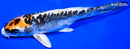 7.75" BENI KIKOKURYU