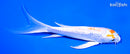 6.25" GINRIN HARIWAKE BUTTERFLY