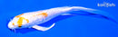 6.25" GINRIN HARIWAKE BUTTERFLY