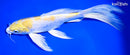 9.25" LEMON HARIWAKE BUTTERFLY