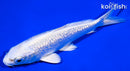 6" GINRIN PLATINUM OGON