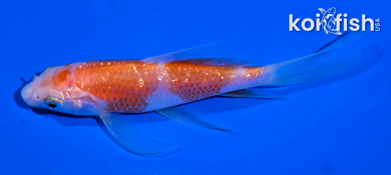 4" GINRIN KOHAKU BUTTERFLY
