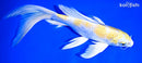 9.25" LEMON HARIWAKE BUTTERFLY