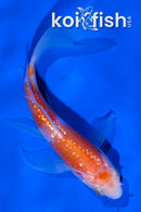 4" GINRIN KOHAKU BUTTERFLY