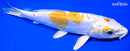 8" DOITSU LEMON HARIWAKE