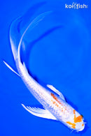 6.25" GINRIN HARIWAKE BUTTERFLY