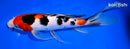 9" SANKE BUTTERFLY