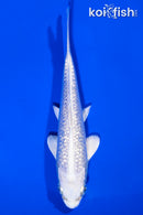 6" GINRIN PLATINUM OGON