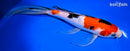9" SANKE BUTTERFLY