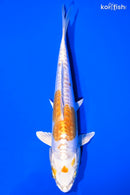 8" DOITSU LEMON HARIWAKE