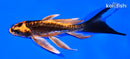 6" BENI KIKOKURYU BUTTERFLY