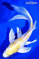 9.25" LEMON HARIWAKE BUTTERFLY