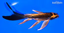 6" BENI KIKOKURYU BUTTERFLY