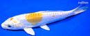 8" DOITSU LEMON HARIWAKE