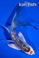 4.5" GINRIN BENI KIKOKURYU BUTTERFLY