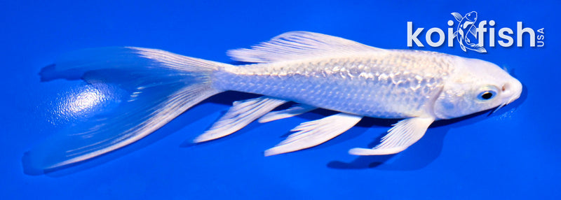 5" GINRIN PLATINUM OGON BUTTERFLY