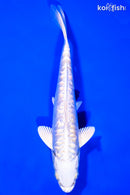 7.5" GINRIN DOITSU PLATINUM OGON