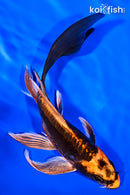 6" BENI KIKOKURYU BUTTERFLY