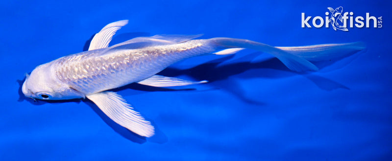 5" GINRIN PLATINUM OGON BUTTERFLY