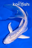 5" GINRIN PLATINUM OGON BUTTERFLY