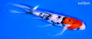 7" SANKE BUTTERFLY